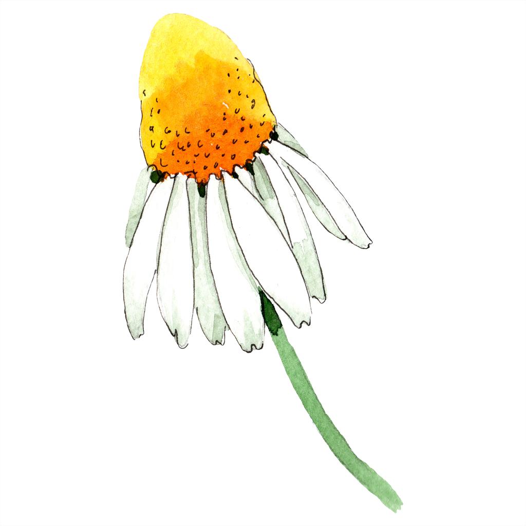 Квітка ромашки. Весняна біла дика квітка ізольована. Набір ілюстрацій для акварельного фону. Акварельний малюнок моди акварель ізольовано. Ізольований елемент ілюстрації ромашки
. - Фото, зображення