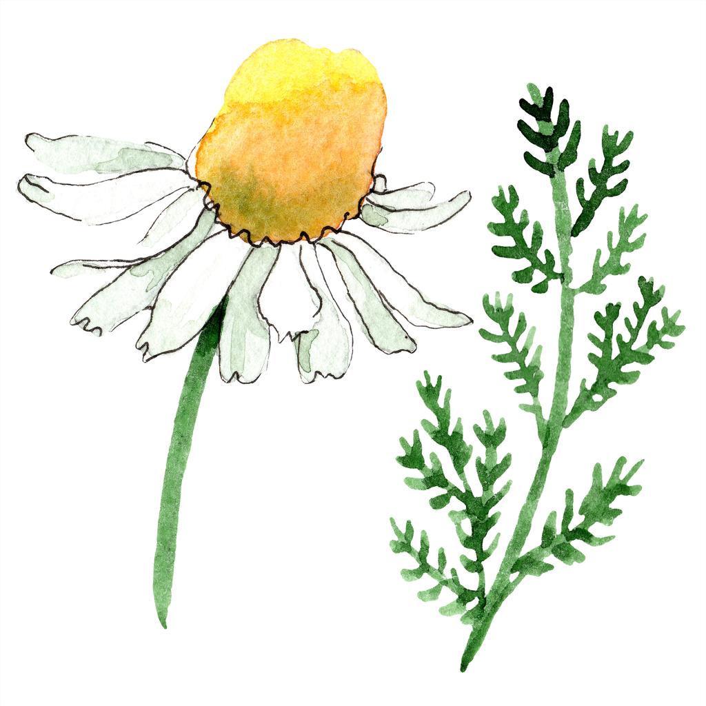Chamomile flower and leaf. Spring white wildflower isolated. Watercolor background illustration set. Watercolour drawing fashion aquarelle isolated. Isolated chamomile illustration element. - Photo, Image