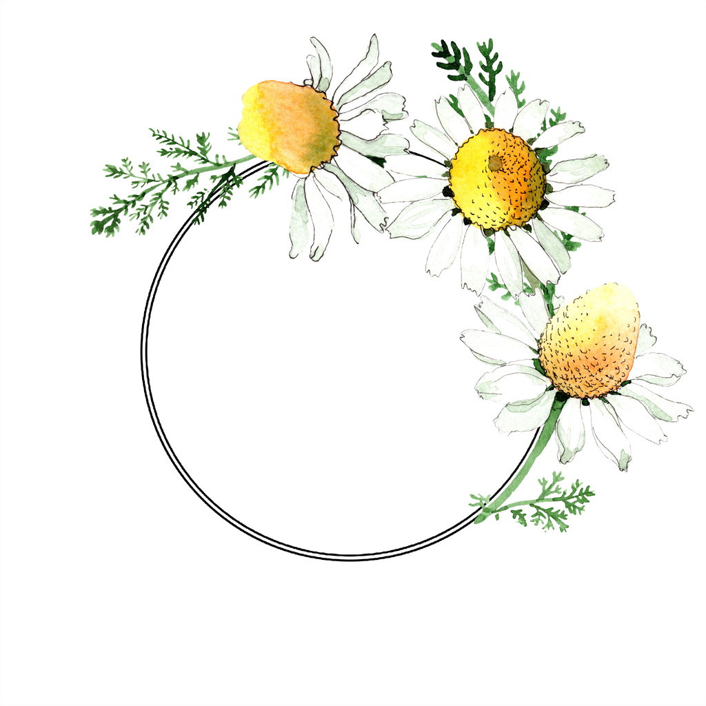 Vad tavaszi Kamilla virág. Akvarell háttér illusztráció készlet. Akvarell rajz divat aquarelle elszigetelt. Test határ - Fotó, kép