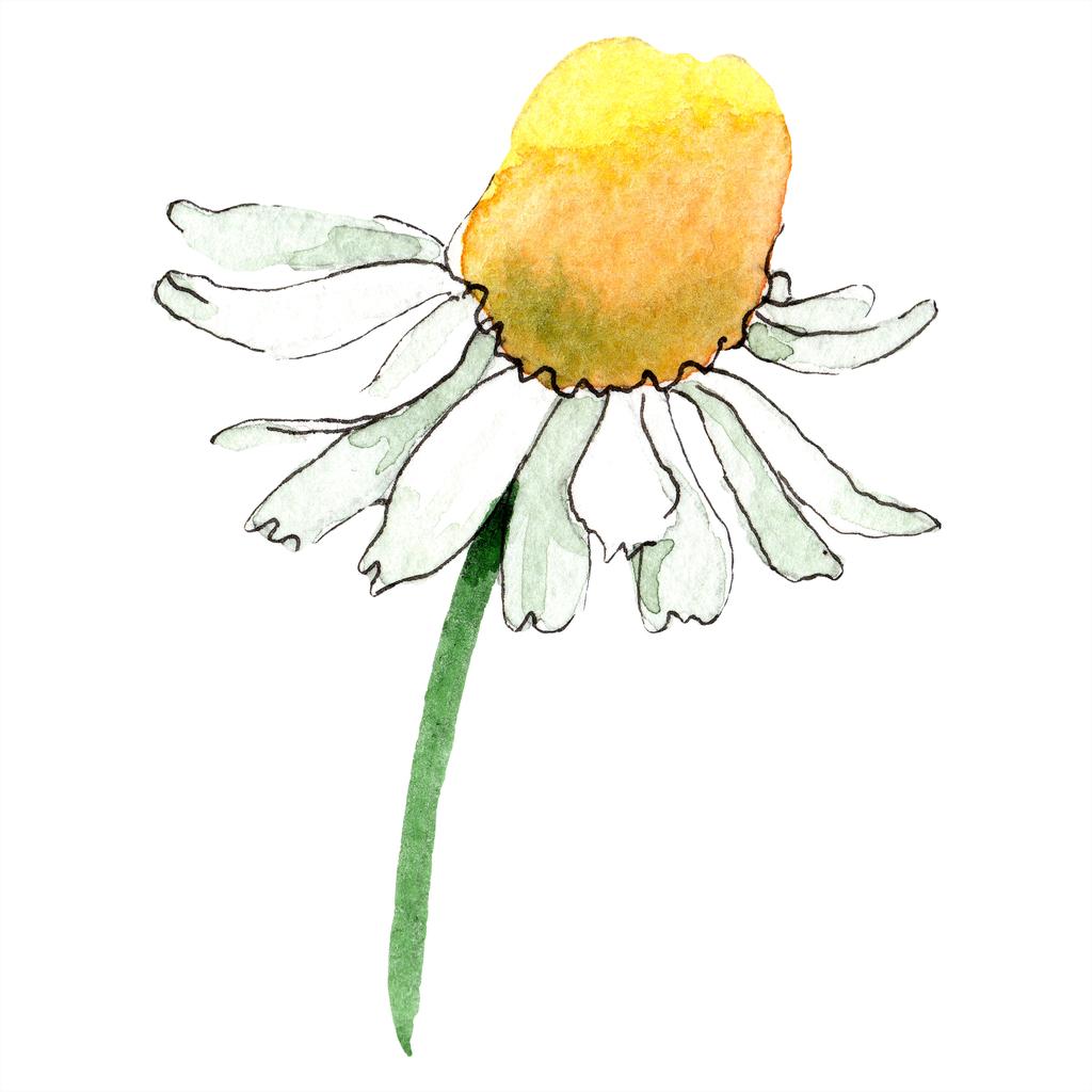 Kamilla virág. Tavaszi elszigetelt fehér vadvirág. Akvarell háttér illusztráció készlet. Akvarell rajz divat aquarelle elszigetelt. Elszigetelt Kamilla ábra elem. - Fotó, kép