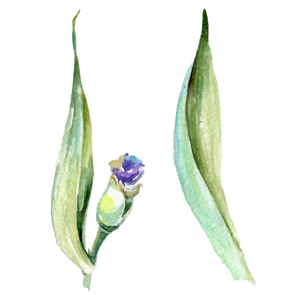 Purpurgelbe Iris. Frühlingsknospe isoliert auf weiß. Aquarell Hintergrundillustration Set. Aquarell Zeichnung Mode Aquarell isoliert. - Foto, Bild