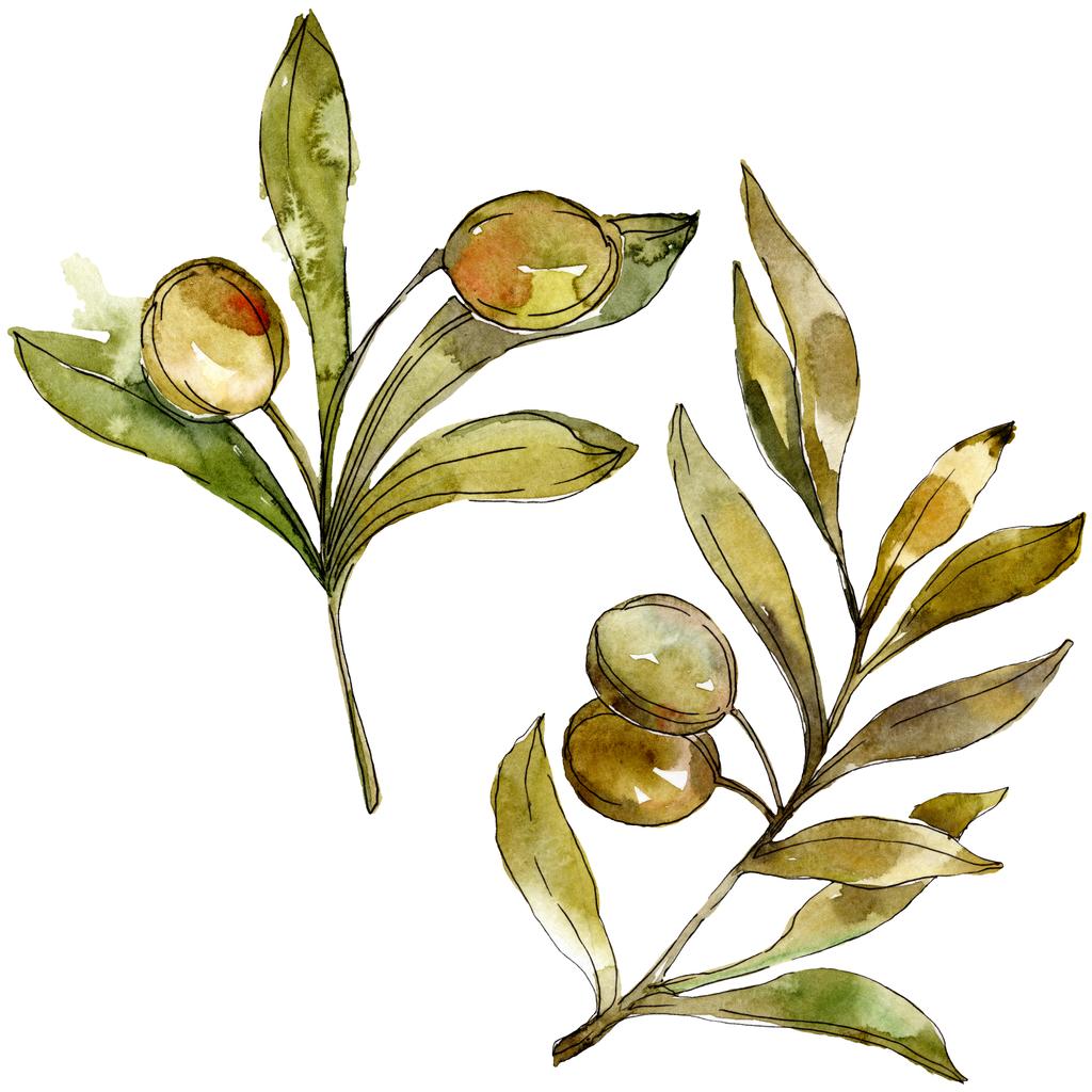 Zelené olivy akvarel zázemí. Akvarel, samostatný výkresu módní aquarelle. Prvek ilustrace izolované olivy. - Fotografie, Obrázek