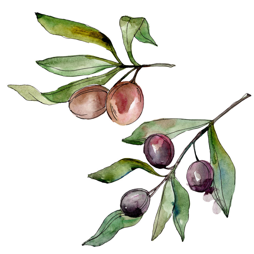 Black olives watercolor background illustration set. Watercolour drawing fashion aquarelle. Isolated olives illustration element. - Photo, Image