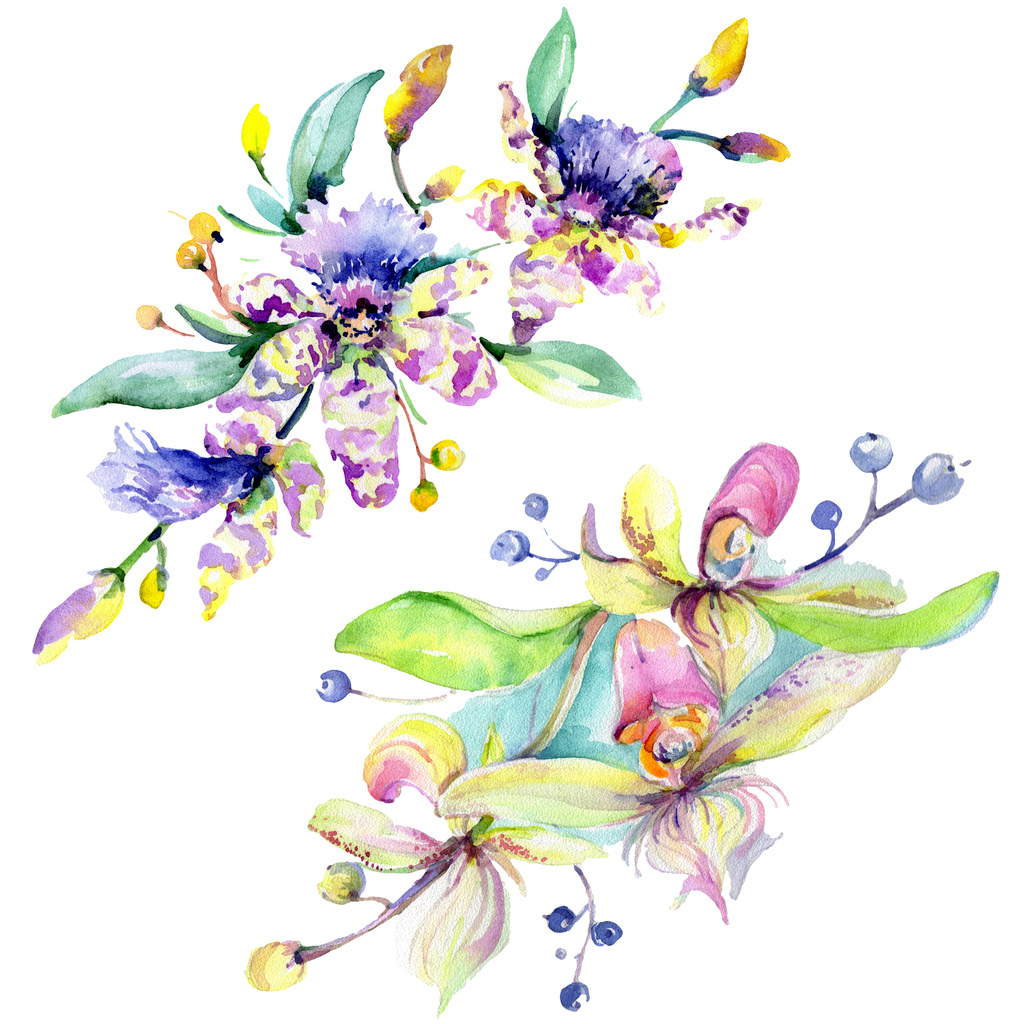 orchidee rosa e viola. Acquerello sfondo illustrazione set. Acquerello bouquet di fiori elemento illustrazione
. - Foto, immagini