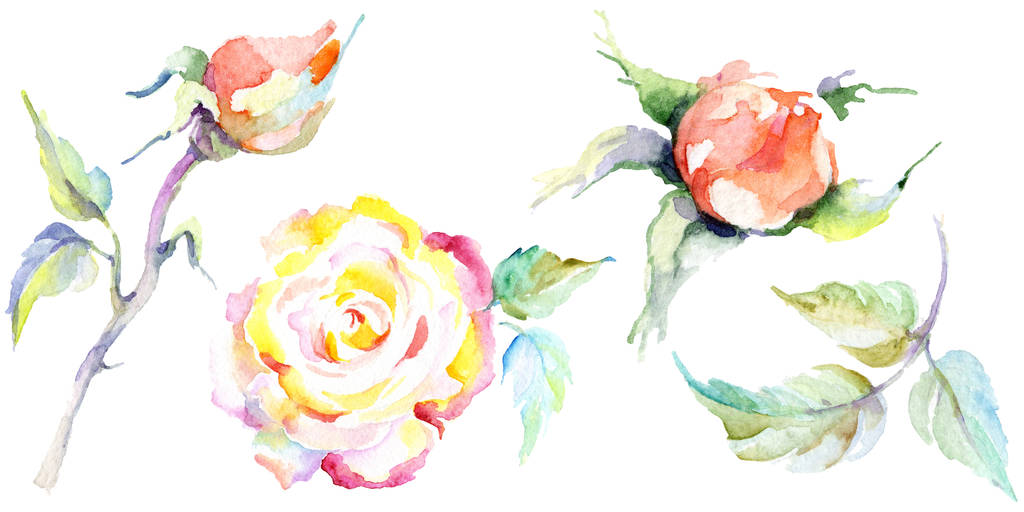 Πορτοκαλί τριαντάφυλλο λουλούδια. Ακουαρέλα φόντο εικόνα σύνολο. Ακουαρέλα σχεδίασης μόδας aquarelle απομονωμένη. Μεμονωμένες τριανταφυλλιές εικονογράφηση στοιχείο. - Φωτογραφία, εικόνα