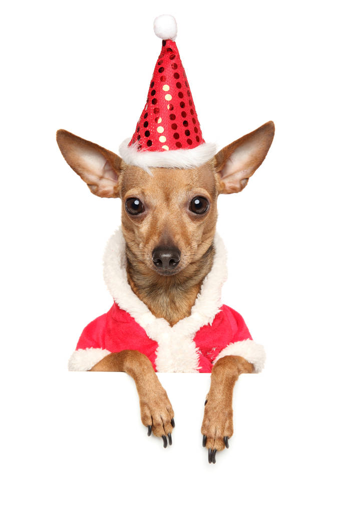 Komik Chihuahua köpek kış giysileri ve beyaz afiş izole kırmızı Santa şapka - Fotoğraf, Görsel