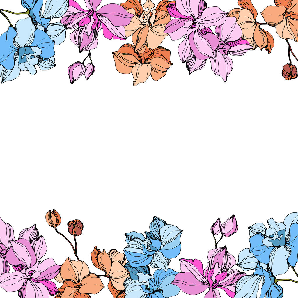 Vector roze, oranje en blauwe orchideeën. Wilde bloemen op wit wordt geïsoleerd. Gegraveerde inkt art. Floral framerand  - Vector, afbeelding