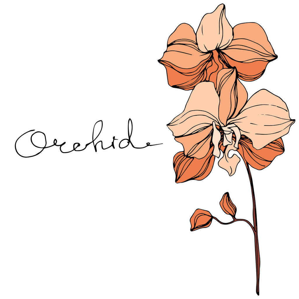 Vector oranje orchideeën. Wilde bloemen op wit wordt geïsoleerd. Gegraveerde inkt kunst met 'orchid' belettering - Vector, afbeelding
