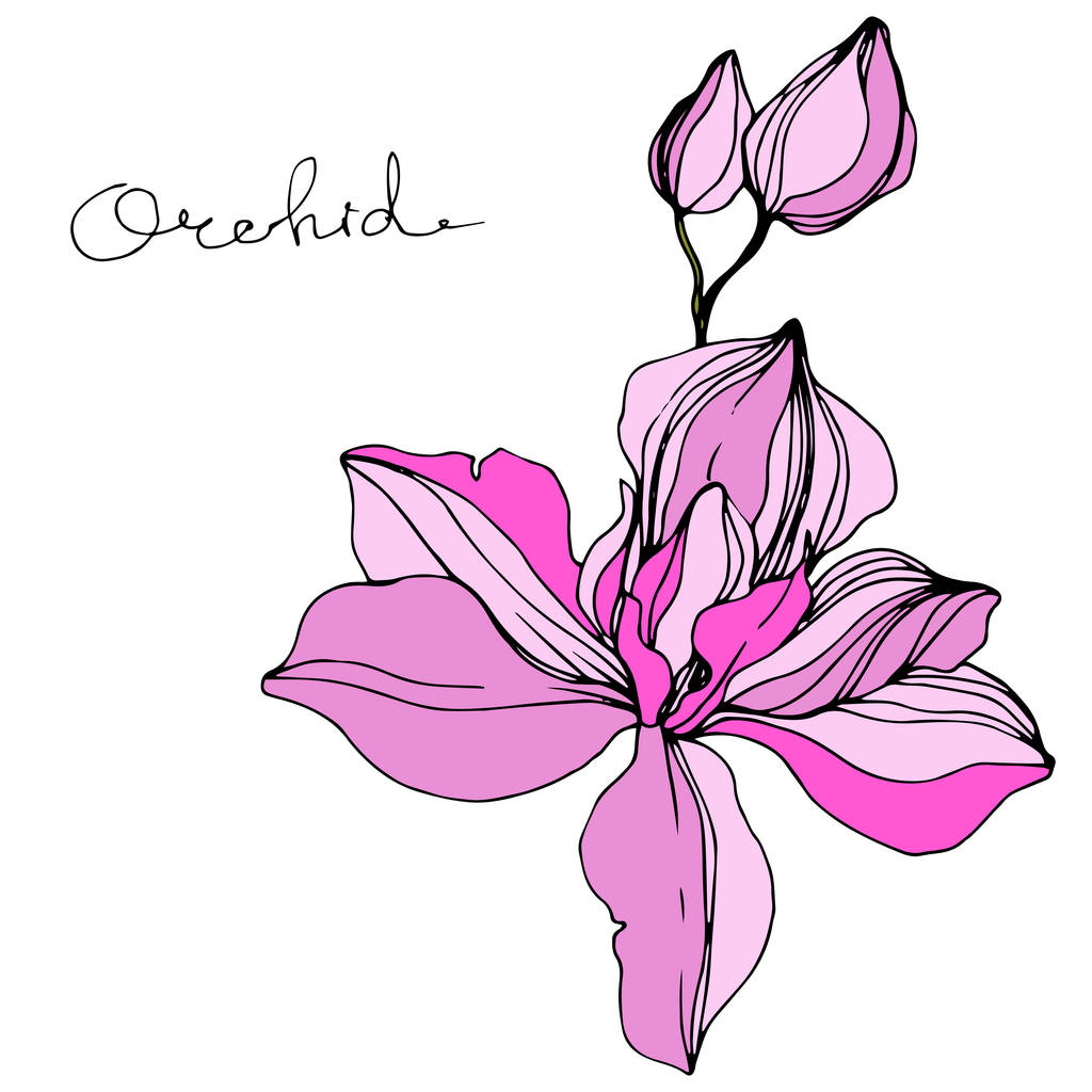 Orchidea vettoriale rosa. Fiordaliso isolato su bianco. Incisione a inchiostro con scritta 'orchidea'
 - Vettoriali, immagini