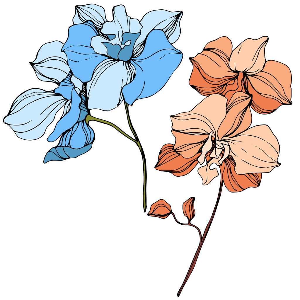Векторні помаранчеві та сині орхідеї. Дикі квіти ізольовані на білому. Вигравіруване чорнило
 - Вектор, зображення