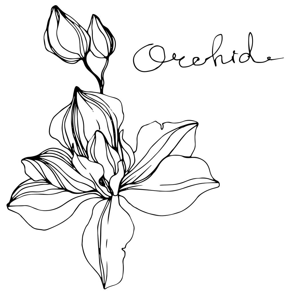 Vector orchideeën. Wildflower geïsoleerd op wit. Zwart-wit inkt kunst gegraveerd met 'orchid' belettering - Vector, afbeelding