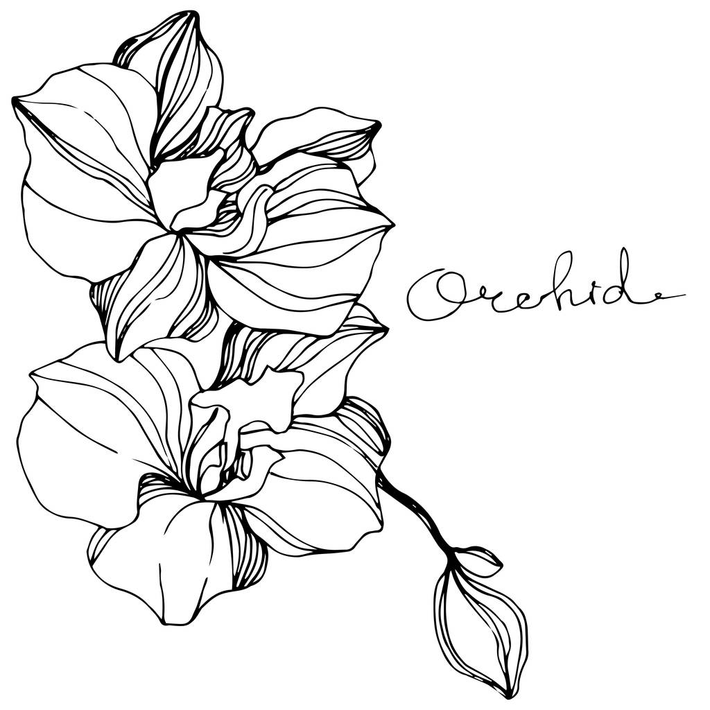 Vector orchideeën. Wildflower geïsoleerd op wit. Zwart-wit inkt kunst gegraveerd met 'orchid' belettering - Vector, afbeelding