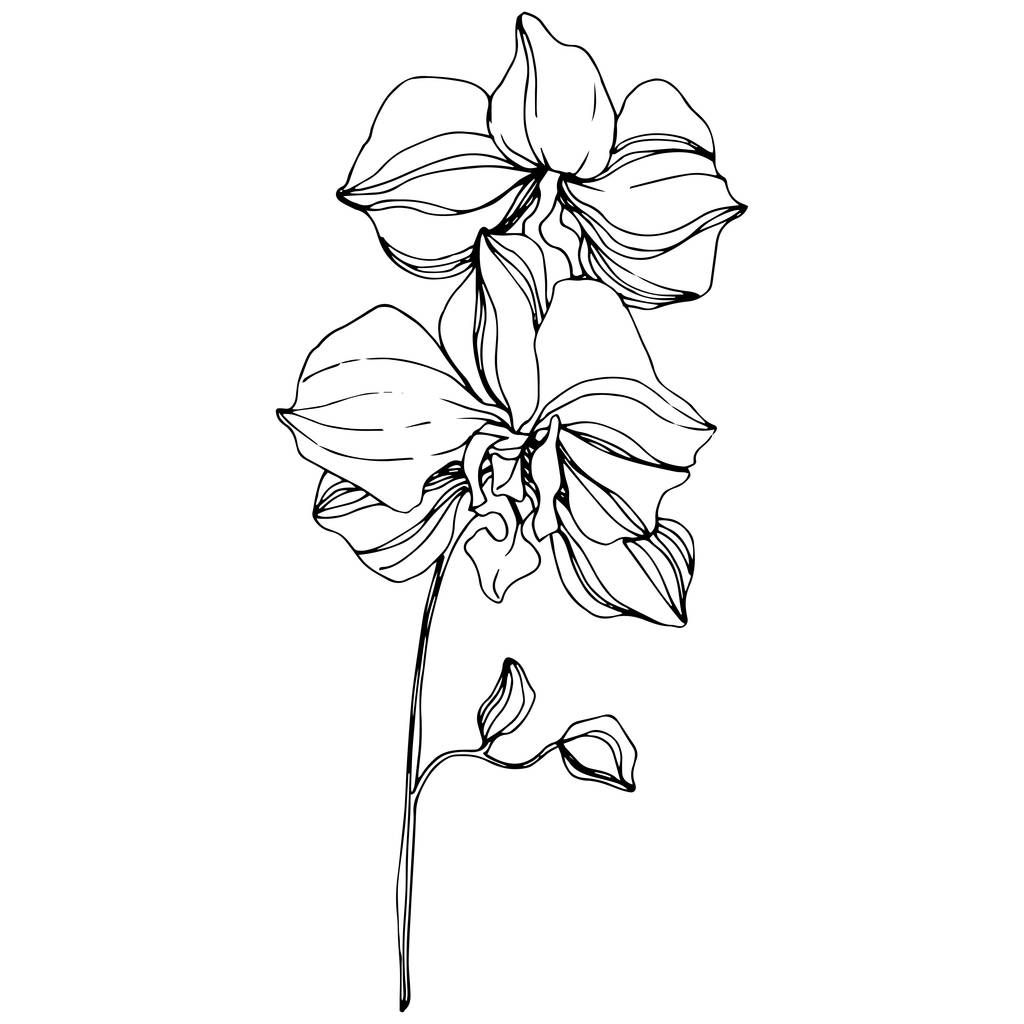 Orquídeas vectoriales. Flor silvestre aislada en blanco. Arte de tinta grabada en blanco y negro
 - Vector, imagen