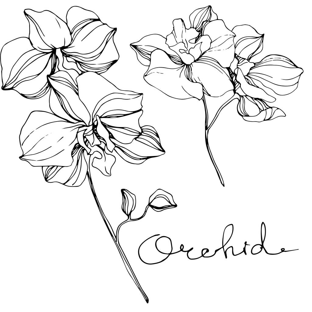 Wektor storczyki. Wildflower na białym tle. Czarno-białe grawerowane sztuki atramentu z napisem 'Orchidea' - Wektor, obraz