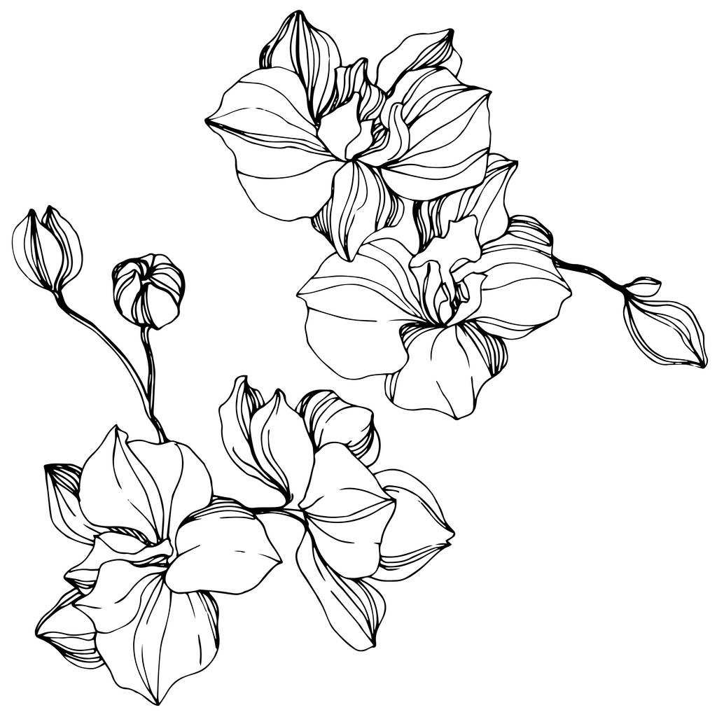 Orquídeas vectoras. Flor silvestre isolada em branco. Tinta gravada a preto e branco arte
 - Vetor, Imagem