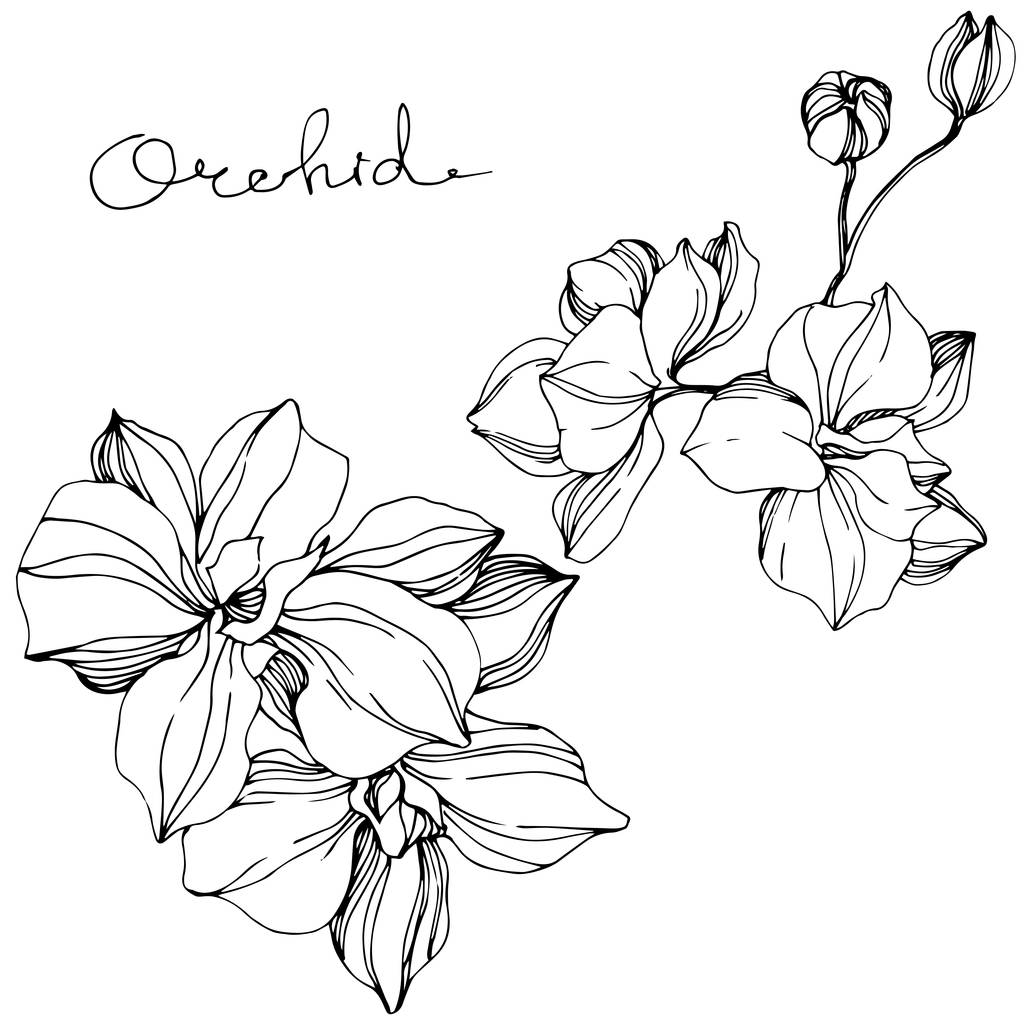 Vektoriorkideat. Luonnonkukka eristetty valkoisella. Musta ja valkoinen kaiverrettu muste taidetta 'orkidea' kirjoitus
 - Vektori, kuva