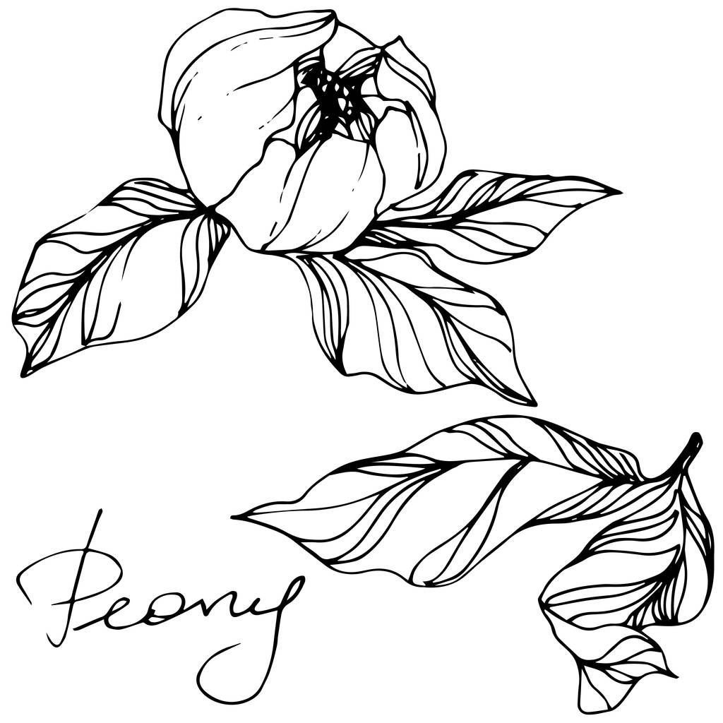 Pivoines vectorielles. Fleurs sauvages isolées sur blanc. Encre gravée avec lettrage "pivoine"
 - Vecteur, image