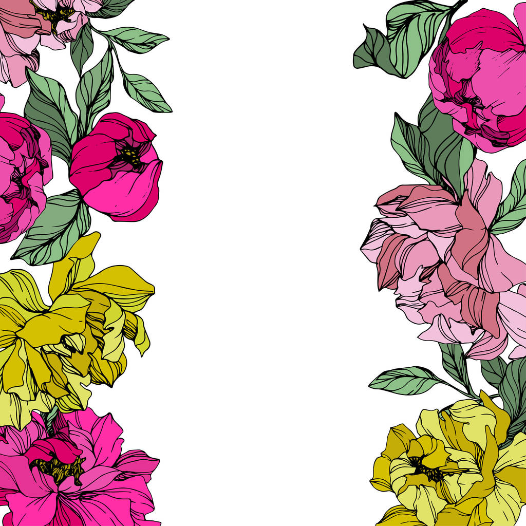 Vector Peonías rosadas y amarillas. Flores silvestres aisladas en blanco. Arte de tinta grabada. Frontera marco floral
  - Vector, imagen