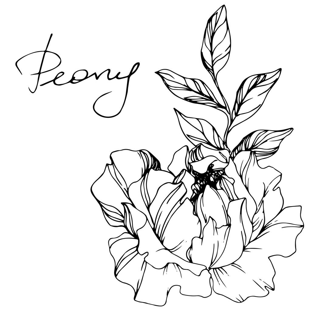 Vector Peonies. Flores silvestres isoladas em branco. Arte gravada a tinta com letras "peônia"
 - Vetor, Imagem