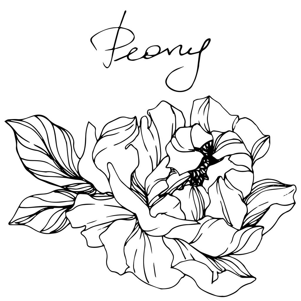 Vector Peony. Wildflower isolated on white. Engraved ink art with 'peony' lettering - Vector, Image