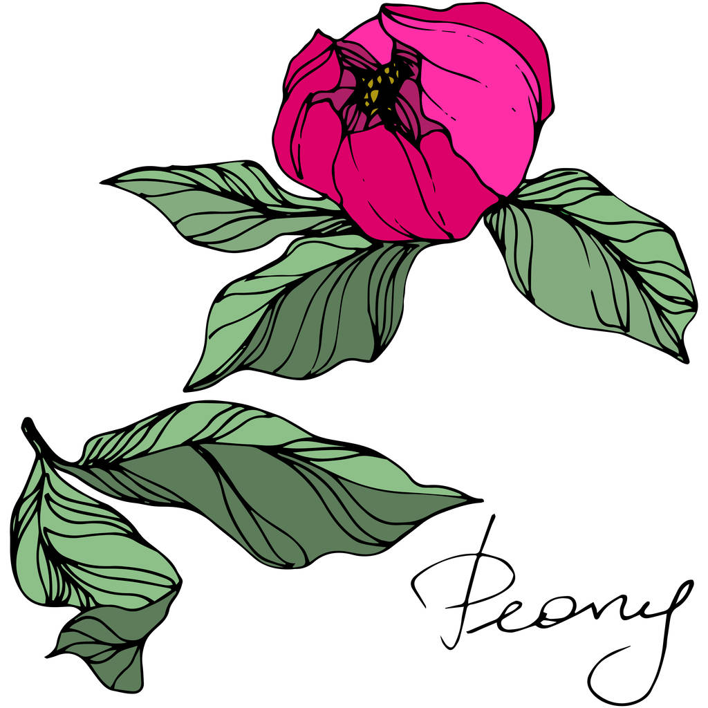 Vector Pink peony. Wildflower isolated on white. Engraved ink art with 'peony' lettering - Vector, Image