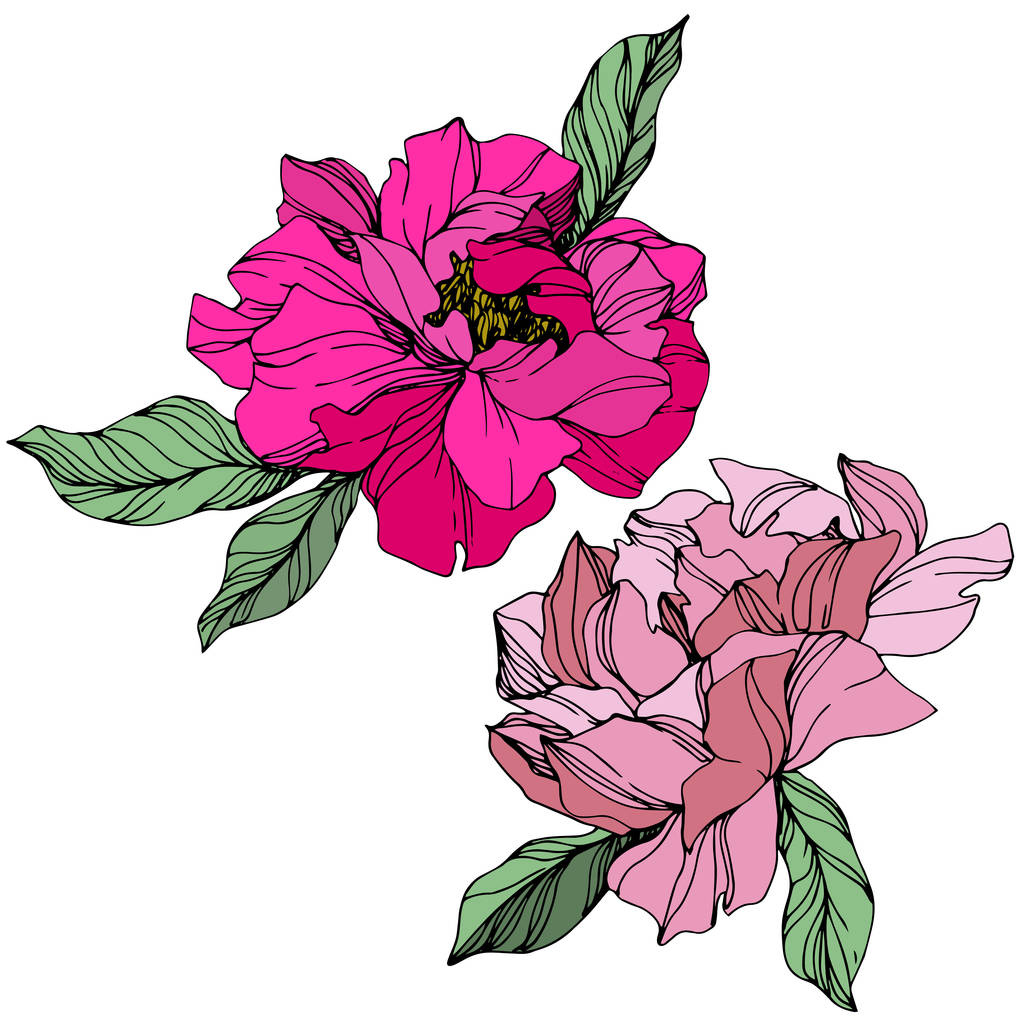 Vector Pink peonies. Wildflowers isolated on white. Engraved ink art. - Vector, Image