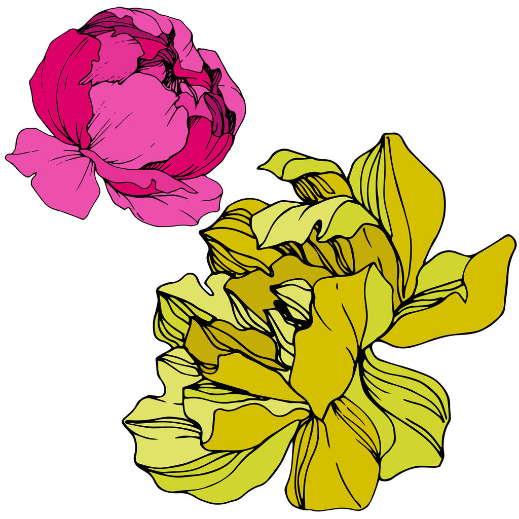 Vektor rosa und gelbe Pfingstrosen. Wildblumen isoliert auf weiß. Tuschebilder. - Vektor, Bild