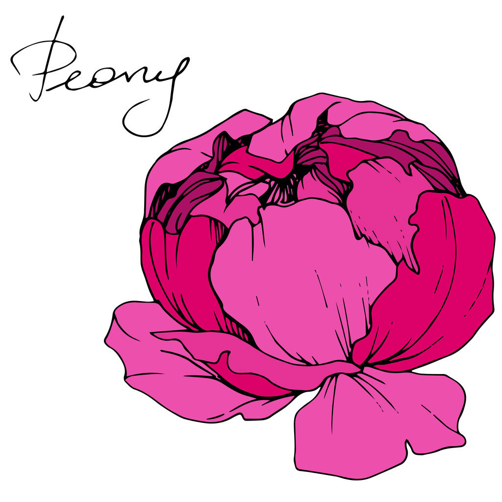 Vector roze pioen. Wildflower geïsoleerd op wit. Gegraveerde inkt kunst met 'pioen' belettering - Vector, afbeelding