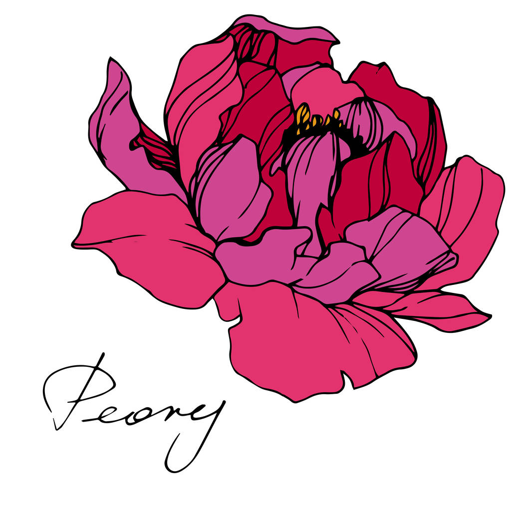 Vector red peony. Wildflower isolated on white. Engraved ink art with 'peony' lettering - Vector, Image