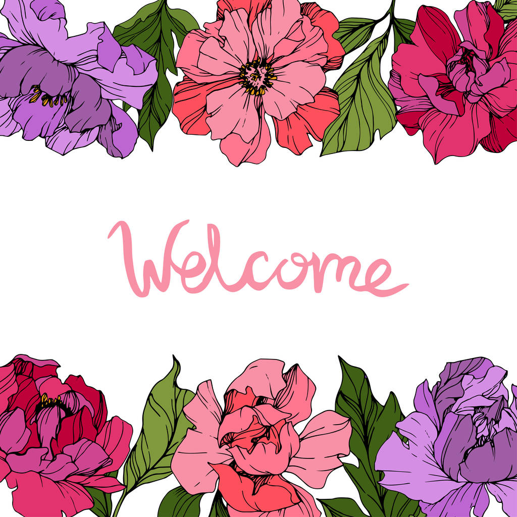 Vector Rosa e roxo peônias. Flores silvestres isoladas em branco. Arte de tinta gravada. Borda de moldura floral com letras 'bem-vindas'
 - Vetor, Imagem
