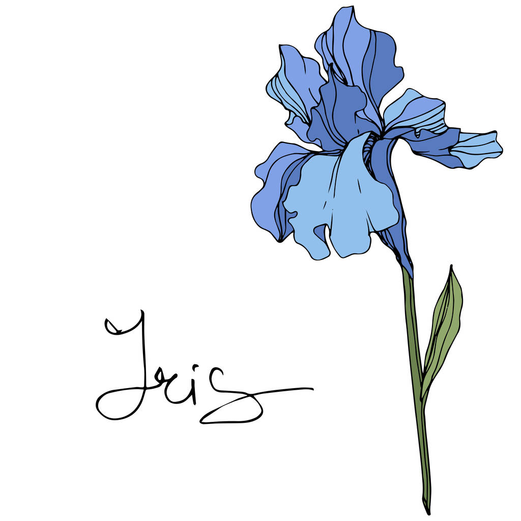 Vektör mavi iris çiçeği. Beyaz izole kır çiçeği. Oyulmuş mürekkep sanat 'Iris' yazı ile - Vektör, Görsel