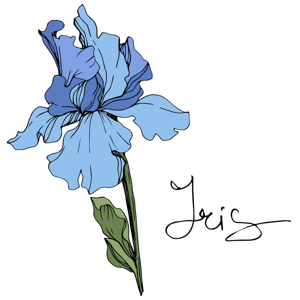 Vector blauwe iris bloem. Wildflower geïsoleerd op wit. Gegraveerde inkt kunst met 'iris' belettering - Vector, afbeelding