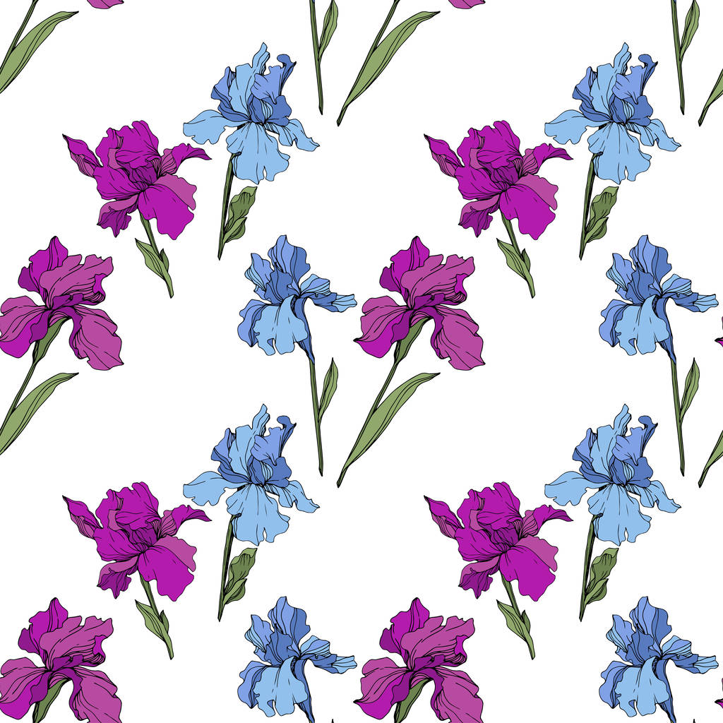 Vektor lila und blaue Schwertlilien. Wildblumen isoliert auf weiß. Tuschebilder. nahtlose Hintergrundmuster. Tapete drucken Textur. - Vektor, Bild