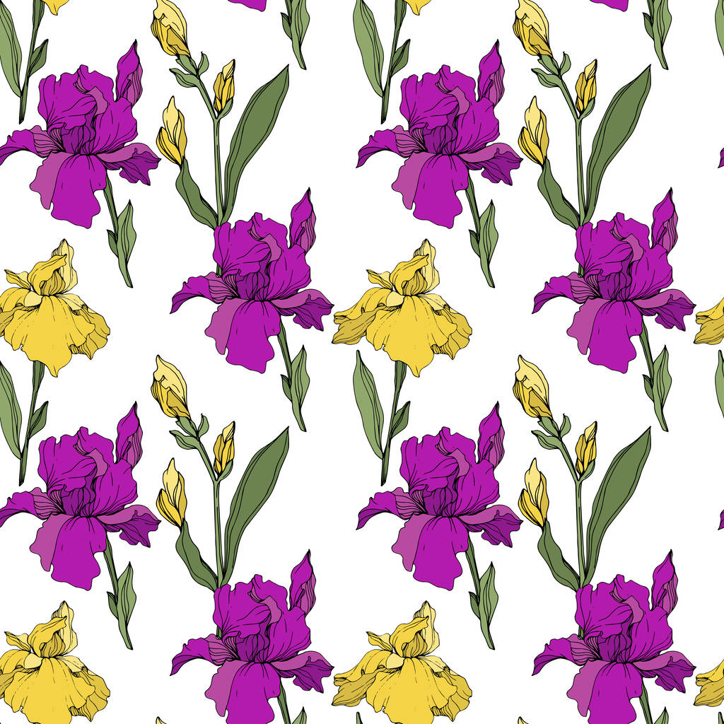 Iris violet et jaune vecteur. Fleurs sauvages isolées sur blanc. Encre gravée. Modèle de fond sans couture. Texture d'impression papier peint
. - Vecteur, image