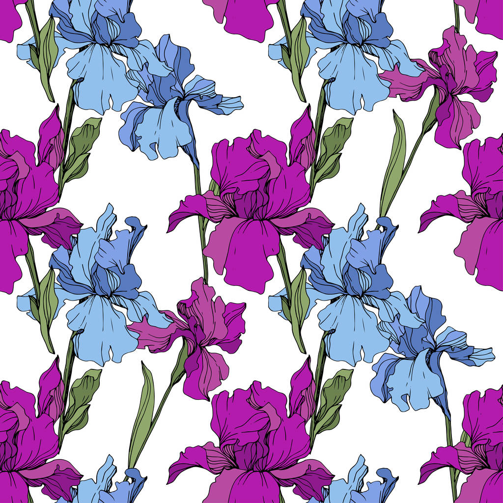 ベクトルの紫と青の菖蒲。野生の花が白で隔離。刻まれたインク アート。シームレスな背景パターン。プリントのテクスチャーを壁紙します。. - ベクター画像