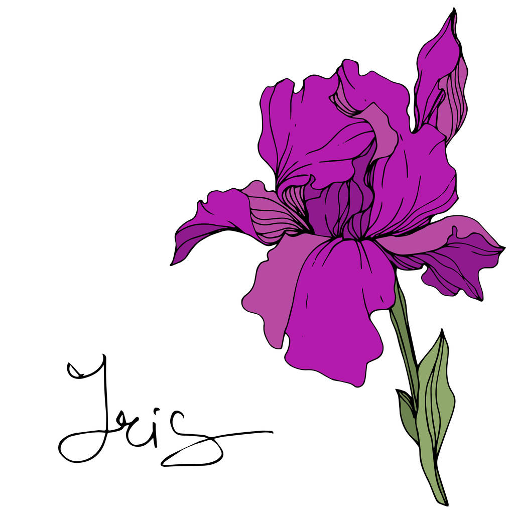 Vector flor de iris púrpura. Flor silvestre aislada en blanco. Arte de tinta grabada con letras 'iris'
 - Vector, Imagen