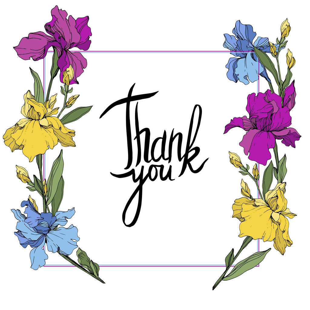 Vector purple, blue and yellow irises. Wildflowers isolated on white. Floral frame border with 'thank you' lettering - Vector, Image