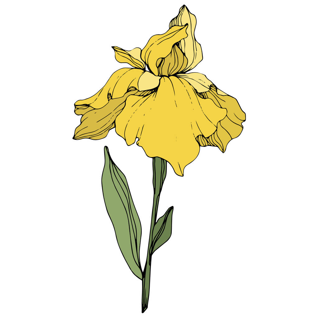 Vector yellow iris flower. Wildflower isolated on white. Engraved ink art - Vector, Image