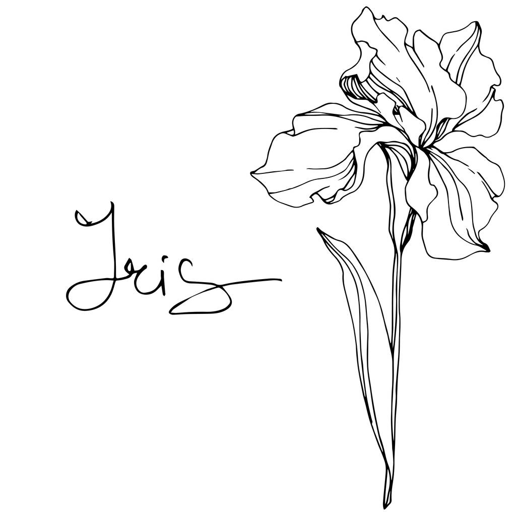 Vektor-Irisblüte. Wildblume isoliert auf weiß. Schwarz-weiß gravierte Tuschekunst mit Iris-Schriftzug - Vektor, Bild