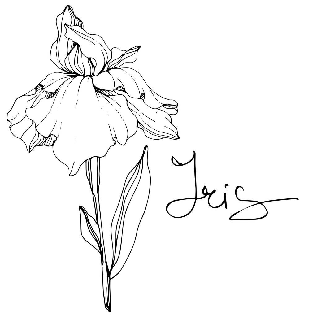 Vektori Iris kukka. Luonnonkukka eristetty valkoisella. Musta ja valkoinen kaiverrettu muste taidetta 'iiris' kirjoituksella
 - Vektori, kuva