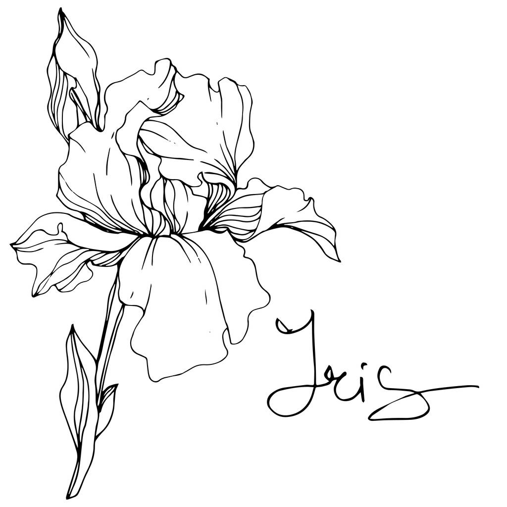 Vektor-Irisblüte. Wildblume isoliert auf weiß. Schwarz-weiß gravierte Tuschekunst mit Iris-Schriftzug - Vektor, Bild