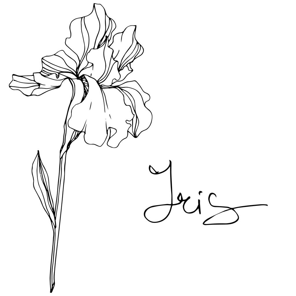 Flor Vector Iris. Flor silvestre isolada em branco. Tinta gravada a preto e branco com letras 'íris'
 - Vetor, Imagem