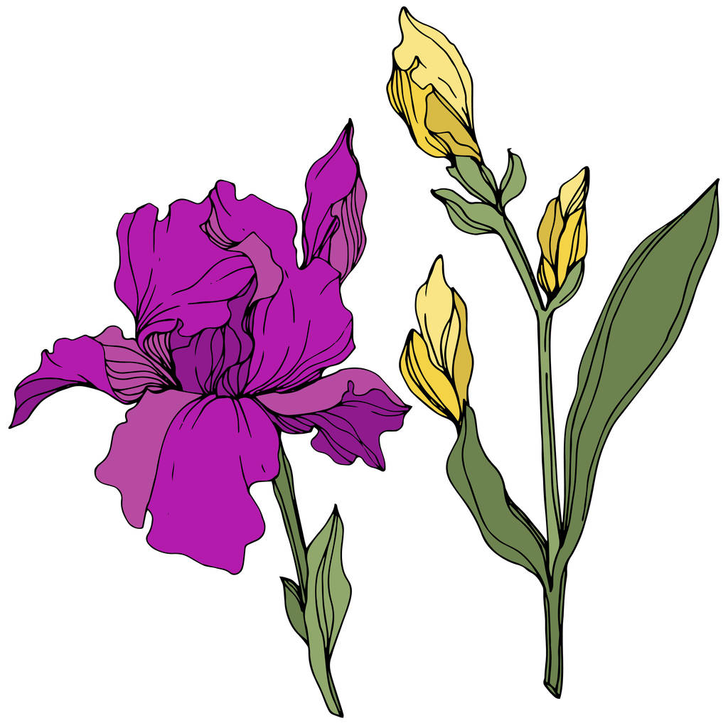 Vektor lila és sárga íriszek. Vadvirágok elszigetelt fehér. Vésett tinta art - Vektor, kép
