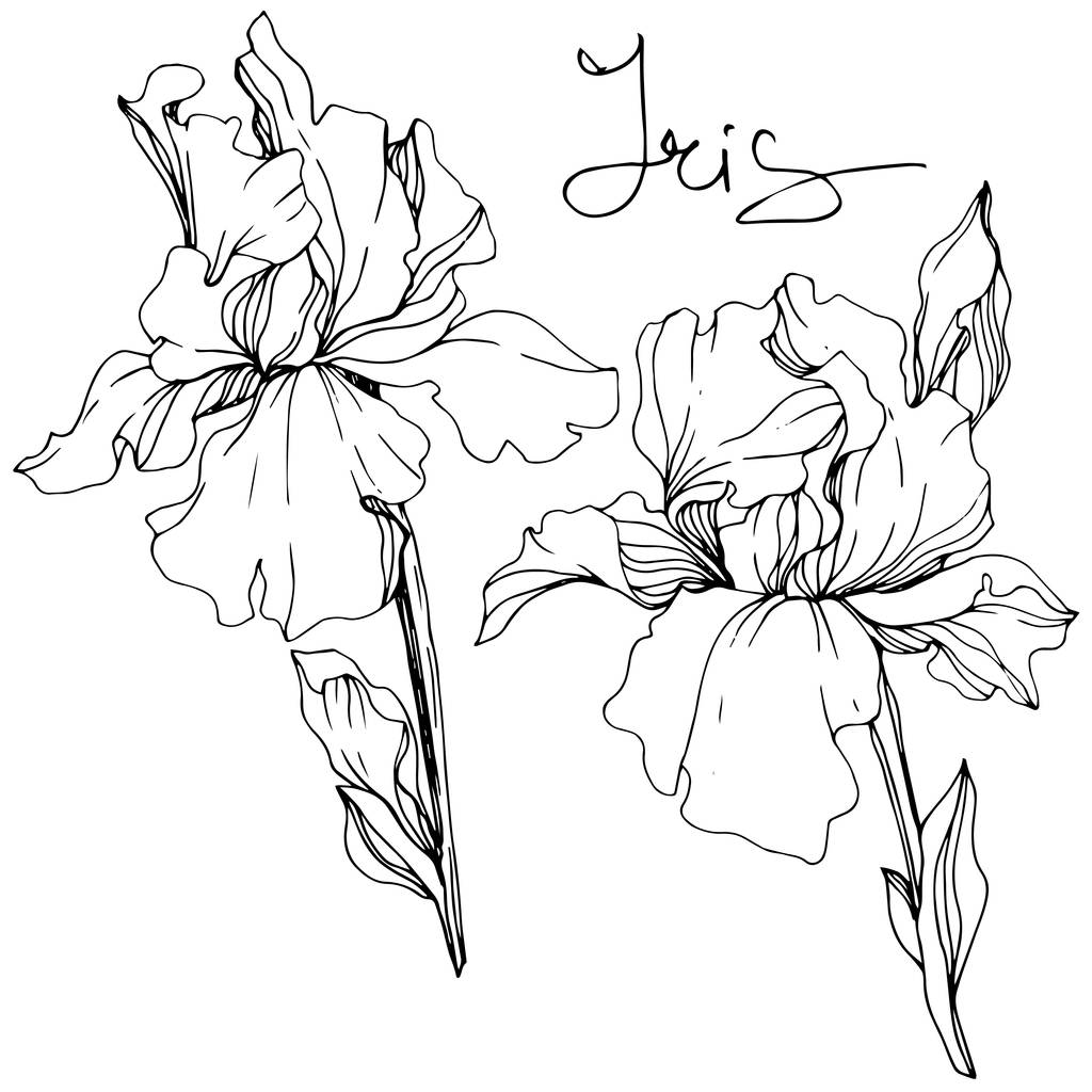 Λουλούδια Ίρις διάνυσμα. Αγριολούλουδα που απομονώνονται σε λευκό. Μαύρο και λευκό μελάνι τέχνης χαραγμένο με την επιγραφή «Ίρις» - Διάνυσμα, εικόνα