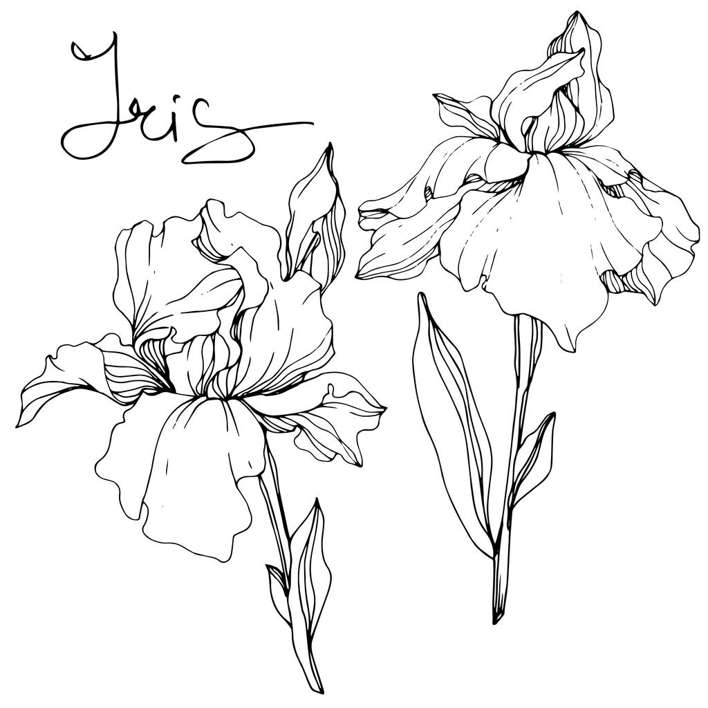 Vector Iris bloemen. Wilde bloemen op wit wordt geïsoleerd. Zwart-wit inkt kunst gegraveerd met 'iris' belettering - Vector, afbeelding
