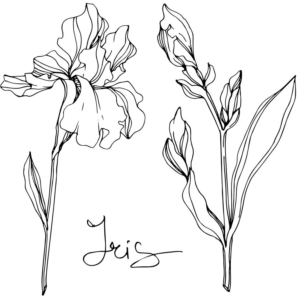 Vektori Iriksen kukkia. Luonnonkukat eristetty valkoinen. Musta ja valkoinen kaiverrettu muste taidetta 'iiris' kirjoituksella
 - Vektori, kuva