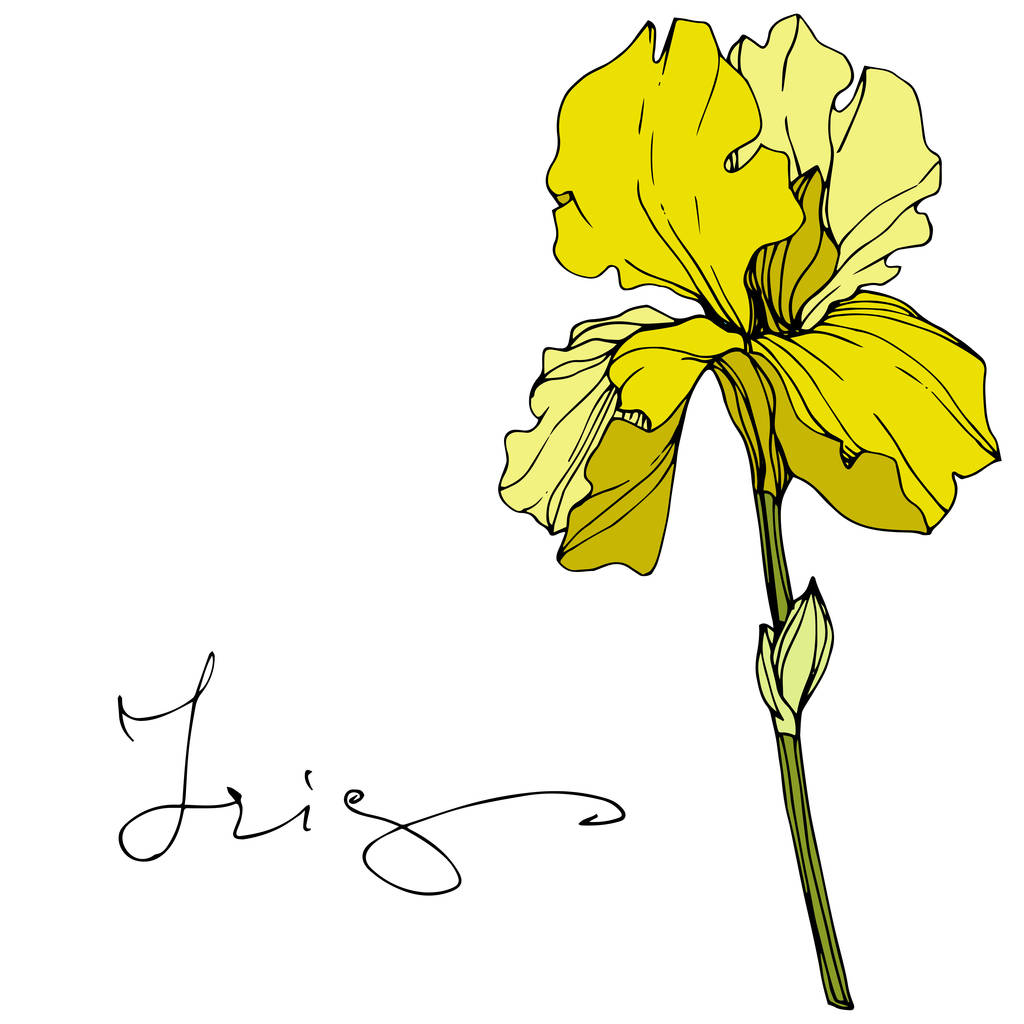 Διάνυσμα κίτρινο ίριδας απομονωμένα σε λευκό. Χαραγμένο μελάνι τέχνης με την επιγραφή «Ίρις» - Διάνυσμα, εικόνα