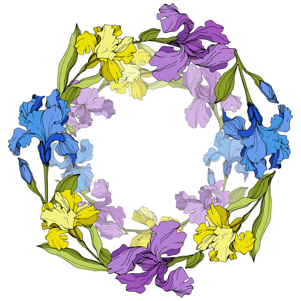 Vektor lila, sárga és kék íriszek. Színes vadvirágok elszigetelt fehér. Vésett tinta art. Test határ hely másolás - Vektor, kép