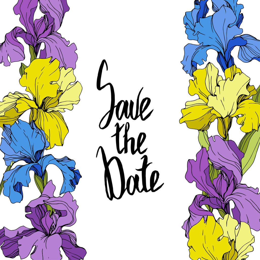 Vecteur Iris violet, jaune et bleu. Fleurs sauvages colorées isolées sur blanc. Encre gravée. Bordure du cadre avec lettrage "Enregistrer la date"
 - Vecteur, image