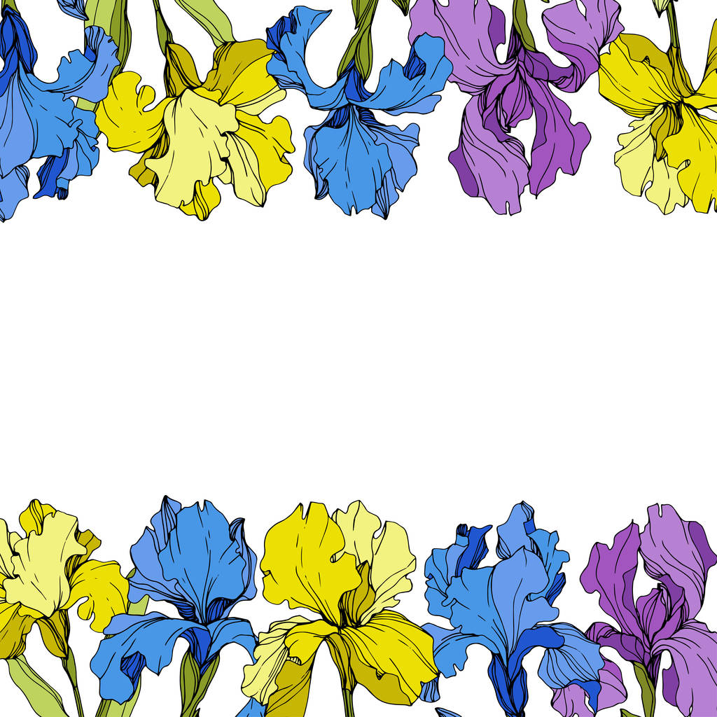 Vektor lila, sárga és kék íriszek. Színes vadvirágok elszigetelt fehér. Vésett tinta art. Test határ hely másolás - Vektor, kép
